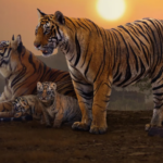 Tiger | Disney+ | Earth Day